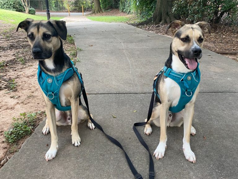 2 mixed breed dogs sitting with blue harnesses on