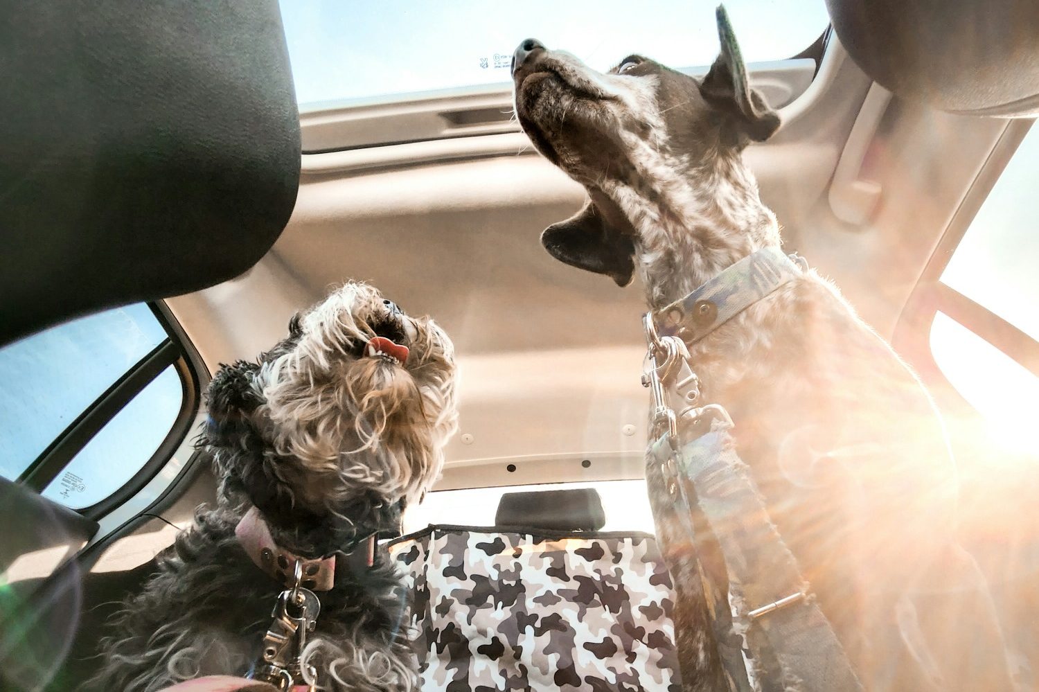 Two dogs riding in a car