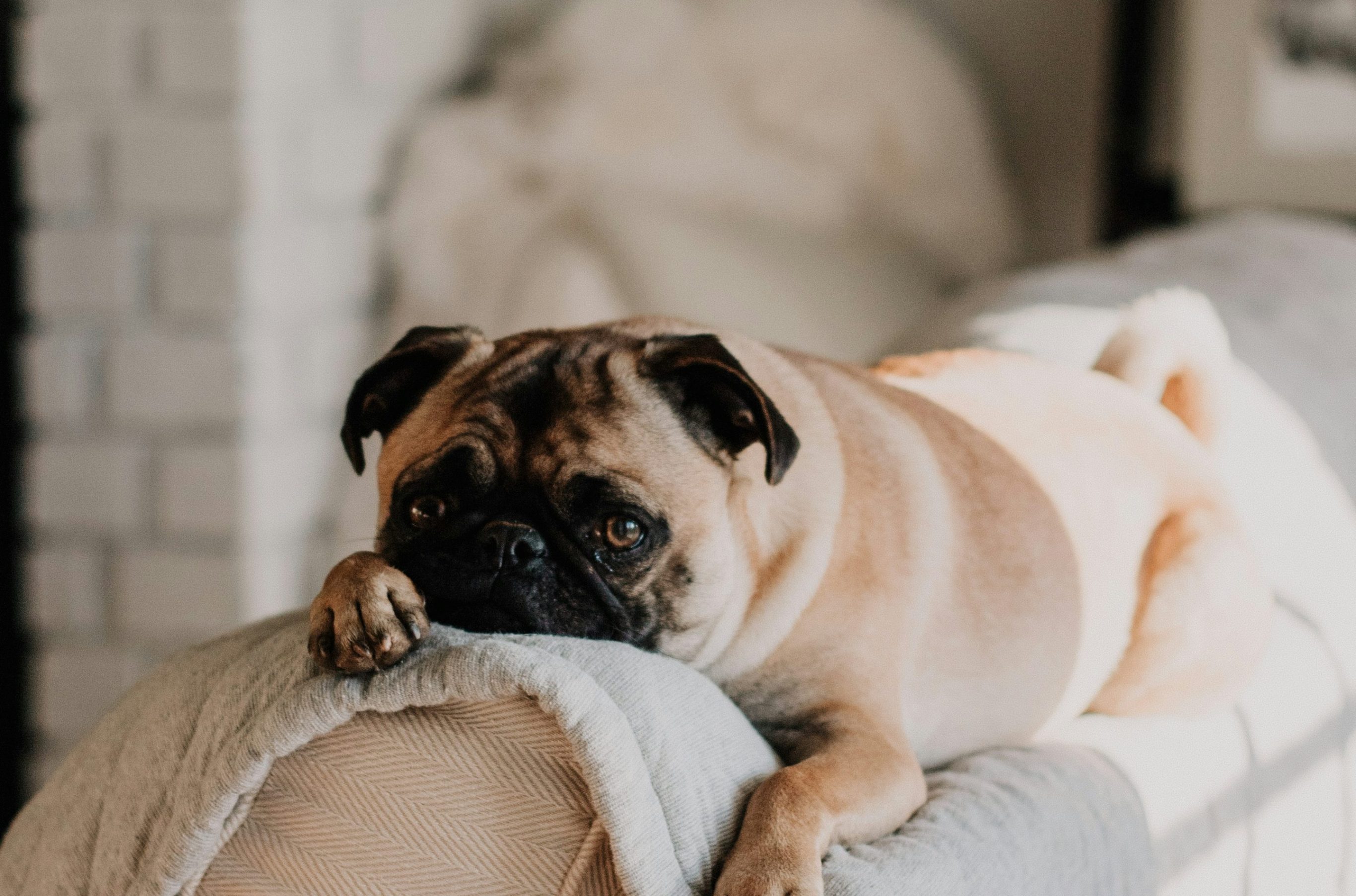 Pug laying on couch top