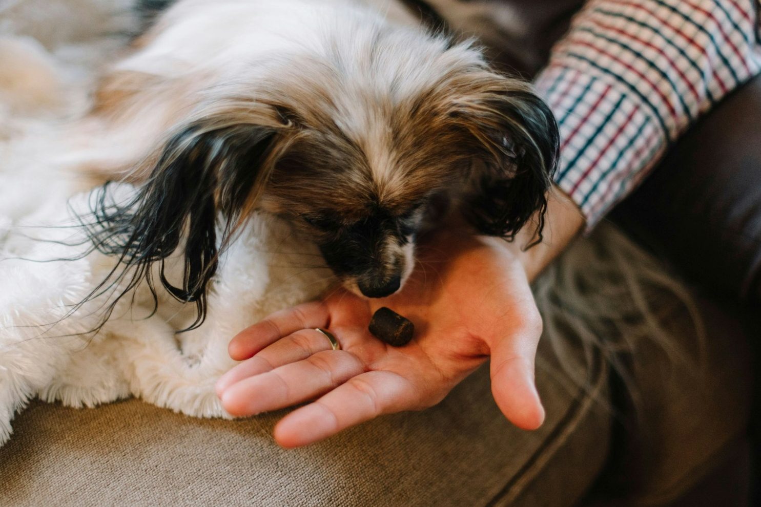 Person holding a treat out to a white and brown long coated small dog